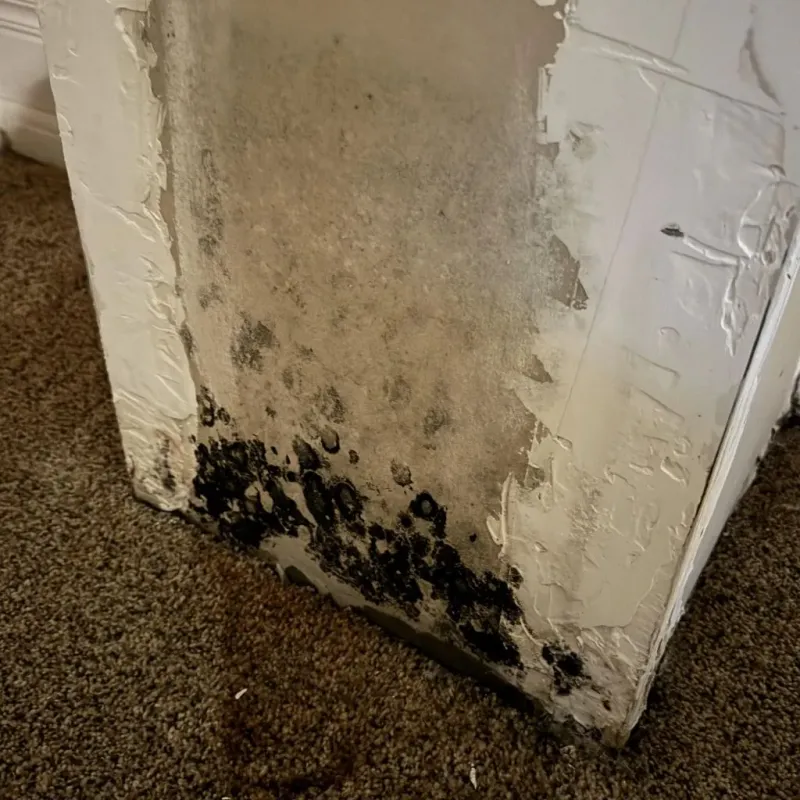 Professional Mold Removal in Astoria, IL